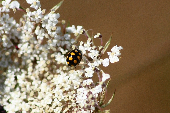 coccinella 2 da ID